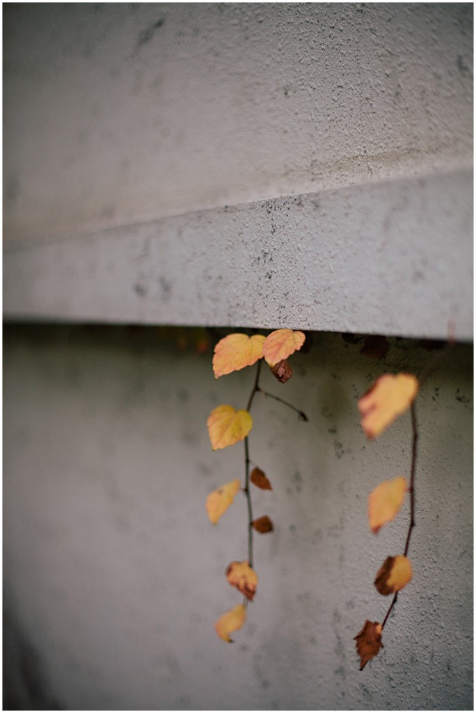 nov27leaves_0003