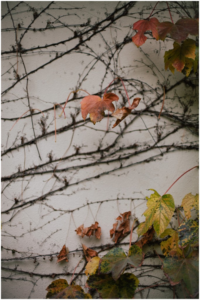 nov27leaves_0006