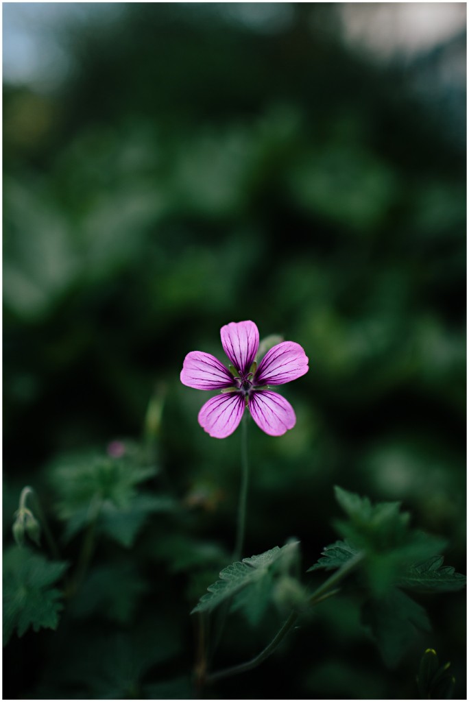 140624MomsHouse_0012