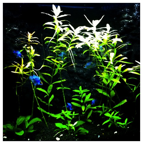 Aquarium023