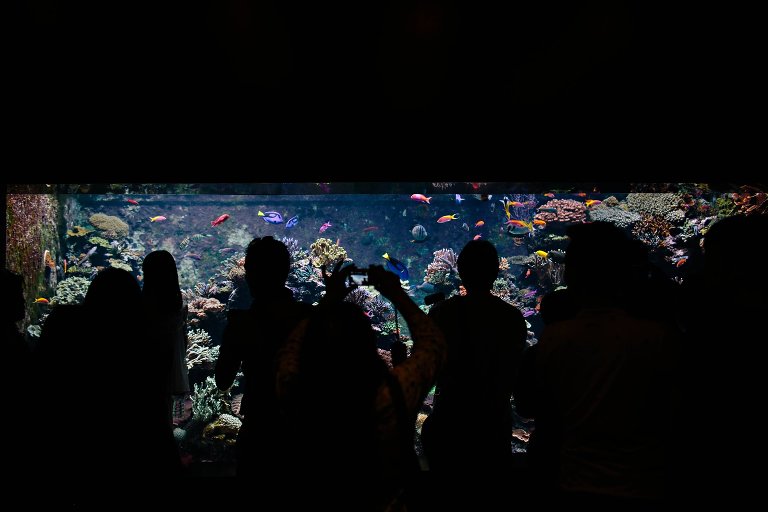 SEA Aquarium0006